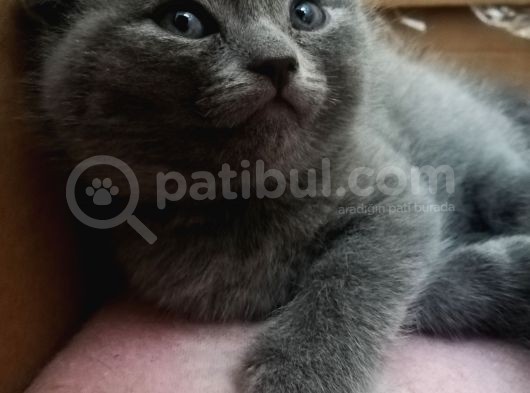 2 Aylik Scottish Fold Erkek Kardeşler görsel