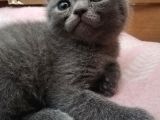 2 Aylik Scottish Fold Erkek Kardeşler