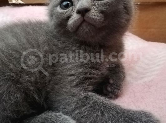 2 Aylik Scottish Fold Erkek Kardeşler görsel
