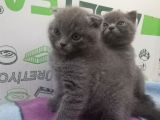 2 Aylik Scottish Fold Erkek Kardeşler