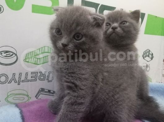 2 Aylik Scottish Fold Erkek Kardeşler görsel