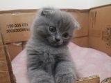 2 Aylik Scottish Fold Erkek Kardeşler