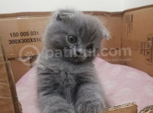 2 Aylik Scottish Fold Erkek Kardeşler görsel