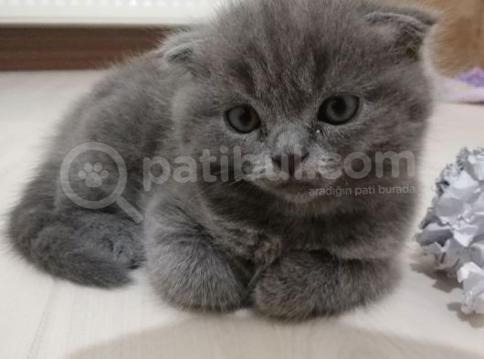 2 Aylik Scottish Fold Erkek Kardeşler görsel