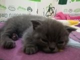 2 Aylik Scottish Fold Erkek Kardeşler