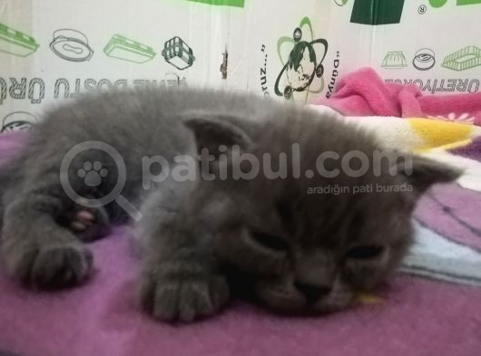 2 Aylik Scottish Fold Erkek Kardeşler görsel