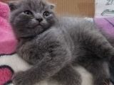 2 AYLIK SCOTTISH FOLD ERKEK KARDEŞLER