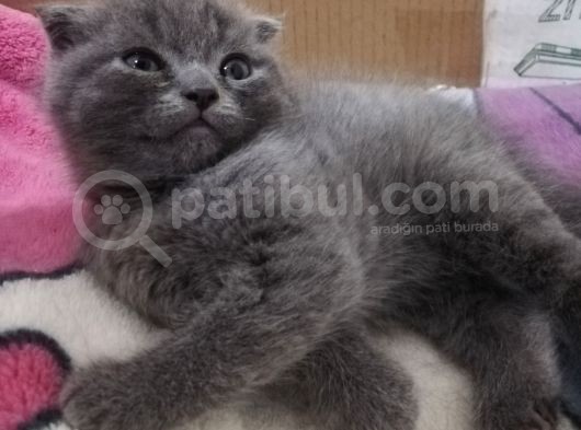 2 Aylik Scottish Fold Erkek Kardeşler