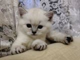 Silver Whiskas Ve Bluepoint