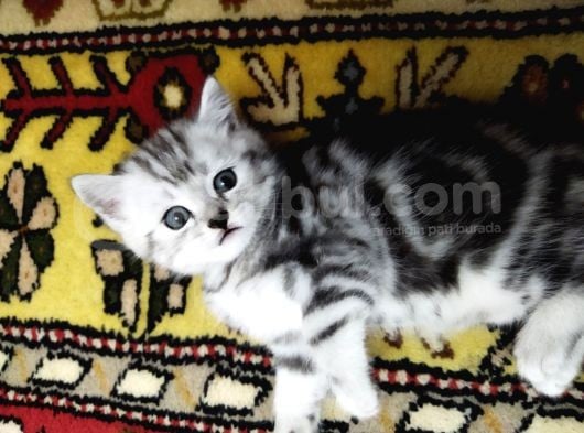Silver Whiskas Ve Bluepoint görsel