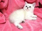 British Shorthair Güzel Kızımız Yuvasını Arıyor