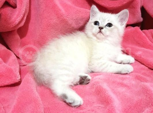 British Shorthair Güzel Kızımız Yuvasını Arıyor