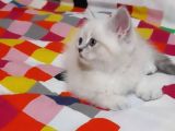 British Shorthair Güzel Kızımız Yuvasını Arıyor