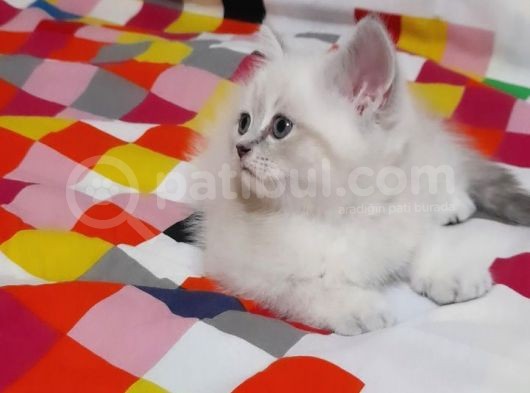 British Shorthair Güzel Kızımız Yuvasını Arıyor görsel