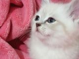 British Shorthair Güzel Kızımız Yuvasını Arıyor