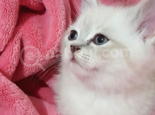 British Shorthair Güzel Kızımız Yuvasını Arıyor görsel