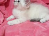 British Shorthair Güzel Kızımız Yuvasını Arıyor