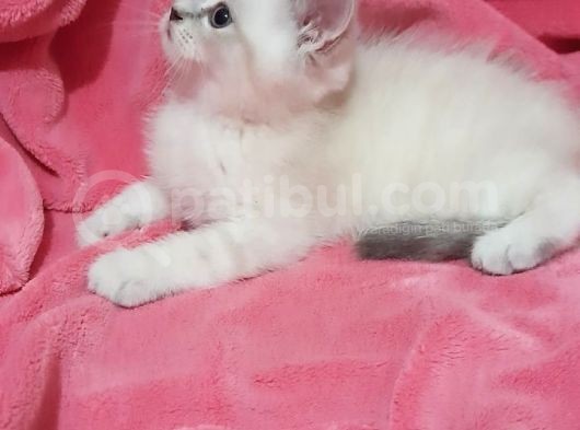 British Shorthair Güzel Kızımız Yuvasını Arıyor görsel