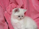 British Shorthair Güzel Kızımız Yuvasını Arıyor