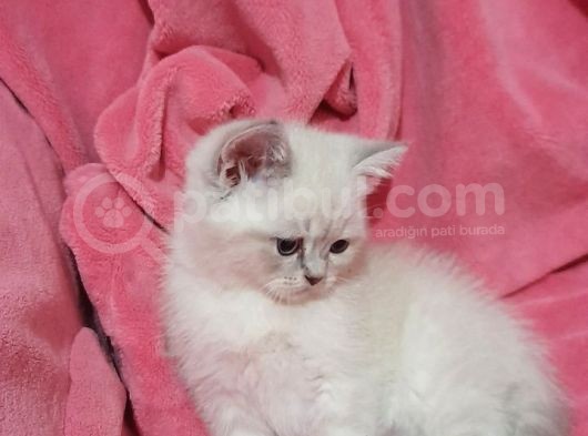 British Shorthair Güzel Kızımız Yuvasını Arıyor görsel