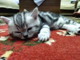 Silver Whiskas Ve Bluepoint