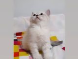 British Shorthair Güzel Kızımız Yuvasını Arıyor
