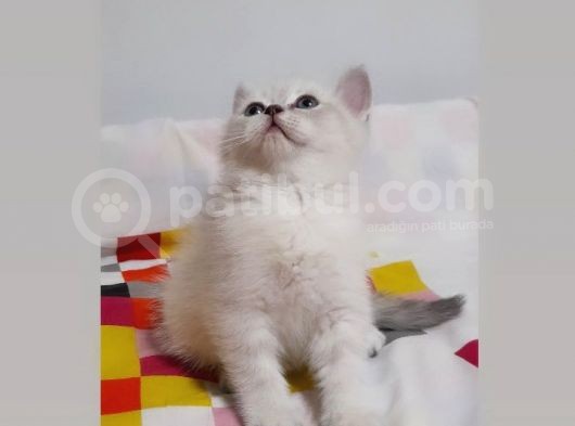 British Shorthair Güzel Kızımız Yuvasını Arıyor görsel