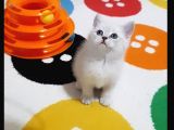 British Shorthair Güzel Kızımız Yuvasını Arıyor