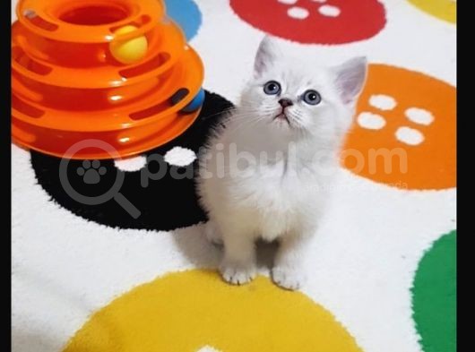 British Shorthair Güzel Kızımız Yuvasını Arıyor görsel