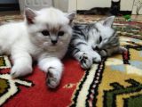 Silver Whiskas Ve Bluepoint