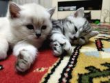 Silver Whiskas Ve Bluepoint