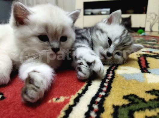 Silver Whiskas Ve Bluepoint