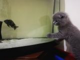 2 Aylik Scottish Fold Erkek Kardeşler
