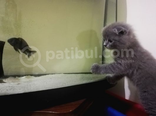 2 Aylik Scottish Fold Erkek Kardeşler görsel