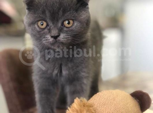 2.5 Aylık 2 Adet Ev Kedilerimiz görsel