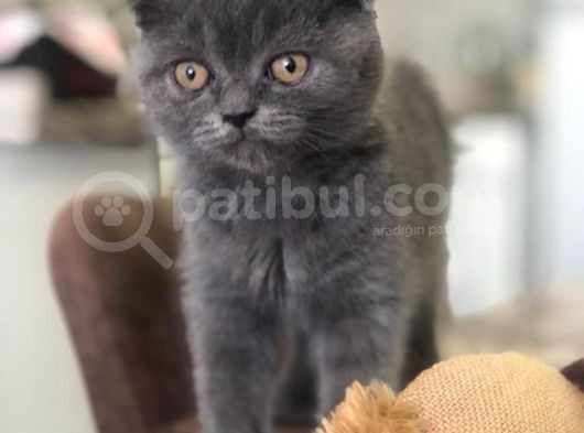 2.5 Aylık 2 Adet Ev Kedilerimiz
