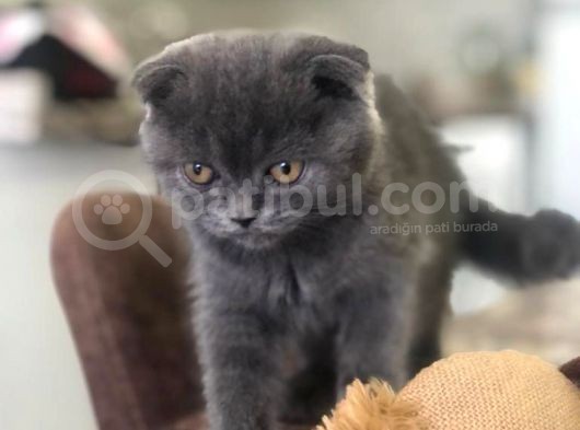2.5 Aylık 2 Adet Ev Kedilerimiz görsel
