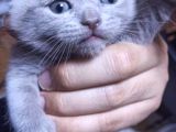 Safkan British Shorthair Yavrular