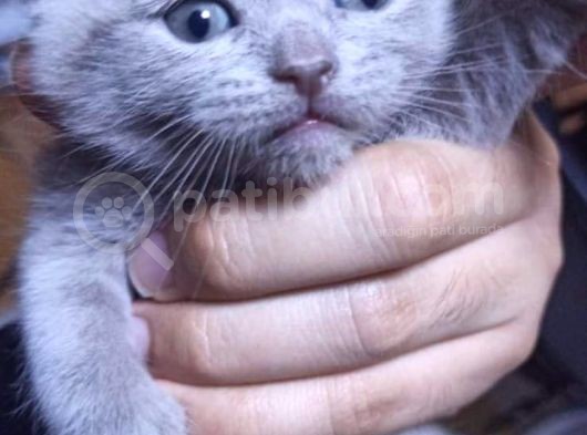 Safkan British Shorthair Yavrular görsel