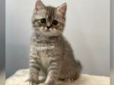 Blue Tabby British Shorthair Dişi Yavrumuz