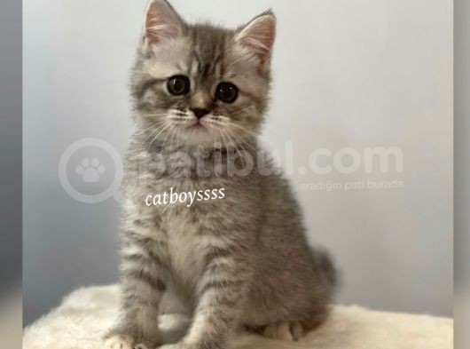 Blue Tabby British Shorthair Dişi Yavrumuz görsel