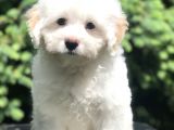 İkizlerin En Akıllısı Dizayn Irk Morkie Yavrumuz