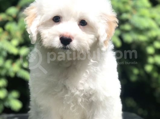 İkizlerin En Akıllısı Dizayn Irk Morkie Yavrumuz görsel