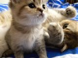 Golden Scottish Fold