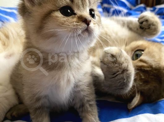 Golden Scottish Fold