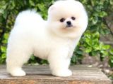 Oriji̇nal Pomerani̇an Teddy Face
