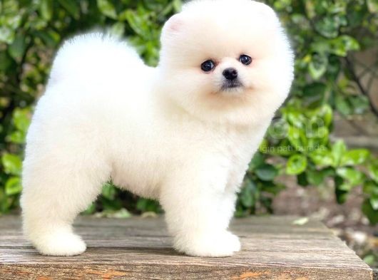 Oriji̇nal Pomerani̇an Teddy Face