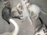3 Aylık British Shorthair Yavrular Yuvalarına Gitmeye Hazır