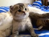 Golden Scottish Fold