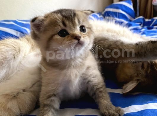 Golden Scottish Fold görsel